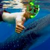 cebu-whale-shark_1
