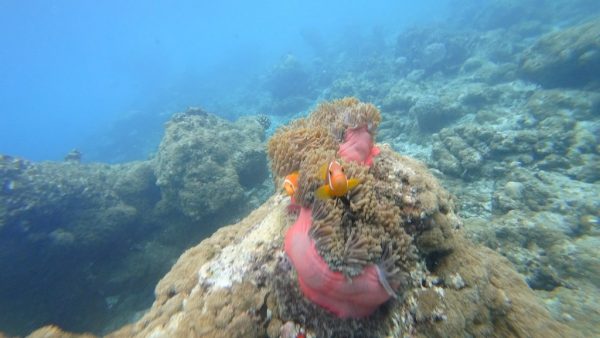 ukulhas-corals