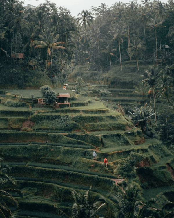 bali5