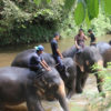 Taman_Negara4
