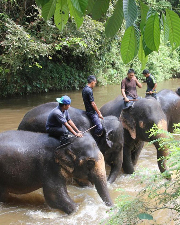 Taman_Negara4