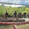 Taman_Negara5