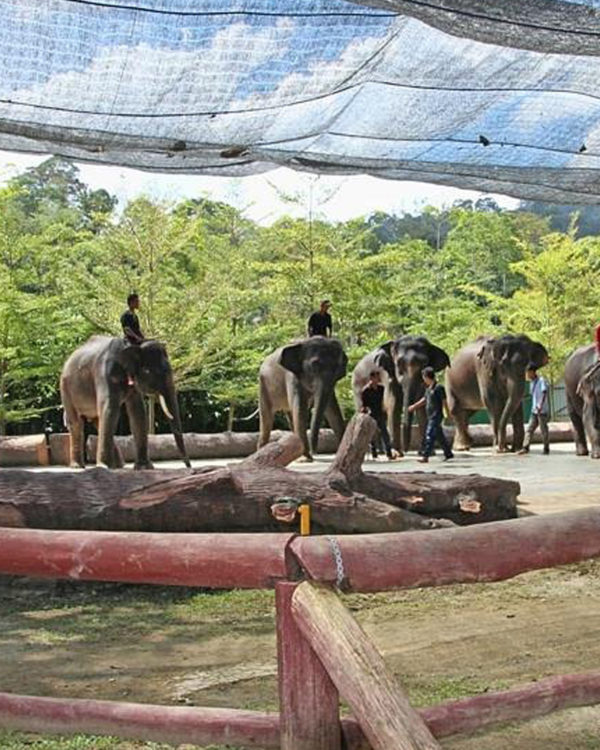 Taman_Negara5