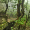 Madeira13