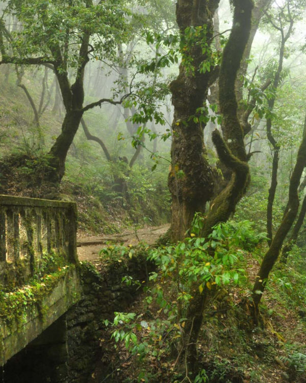 Madeira13