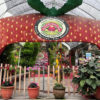 Rafflesia11