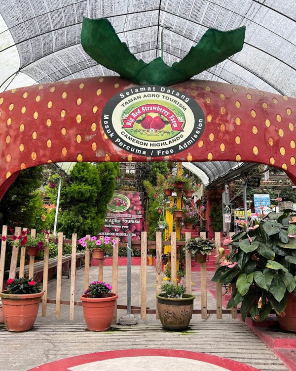 Rafflesia11