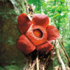 Rafflesia5