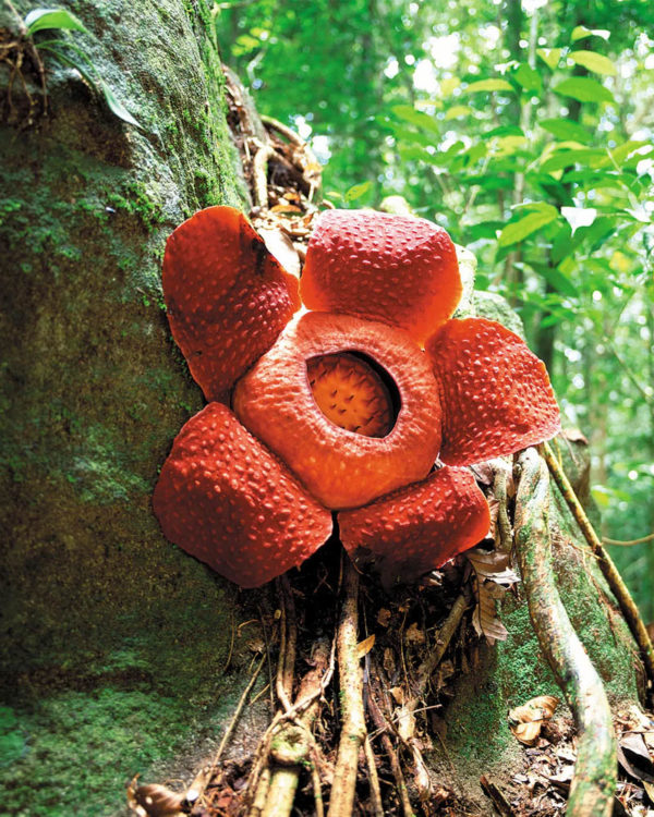 Rafflesia5