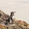 Ecuador1